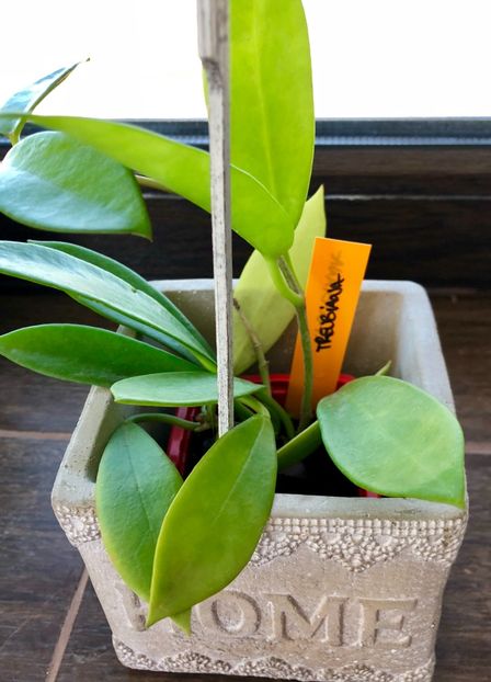 Wayetii - Colectie Hoya