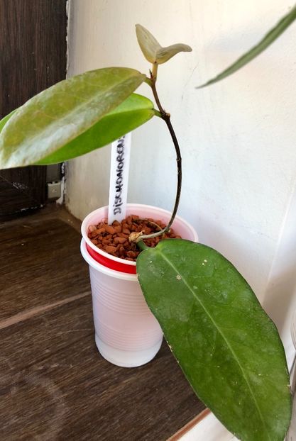 Dischonorensis - Colectie Hoya