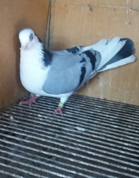 20180929_170518-1 - JUCATORI CARE FAC SPECTACOL