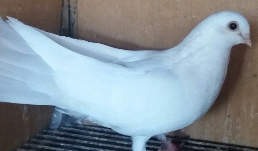 20180929_170308-1 - JUCATORI CARE FAC SPECTACOL