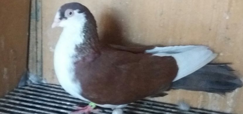 20180929_165943-1 - JUCATORI CARE FAC SPECTACOL