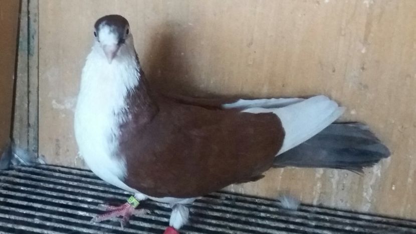 20180929_165938-1 - JUCATORI CARE FAC SPECTACOL