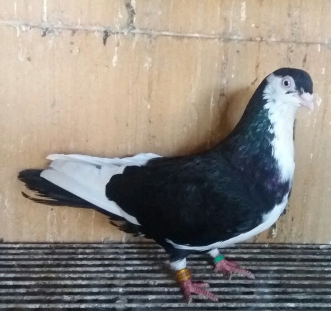 20180929_165402-1 - JUCATORI CARE FAC SPECTACOL