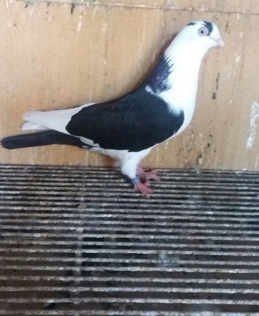 20180929_164649-1 - JUCATORI CARE FAC SPECTACOL