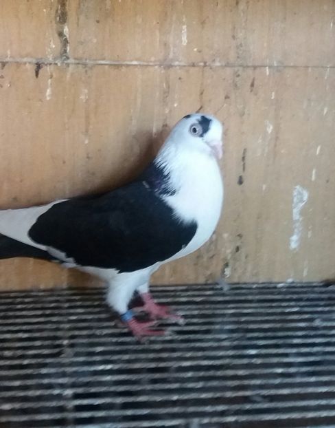 20180929_164642-1 - JUCATORI CARE FAC SPECTACOL