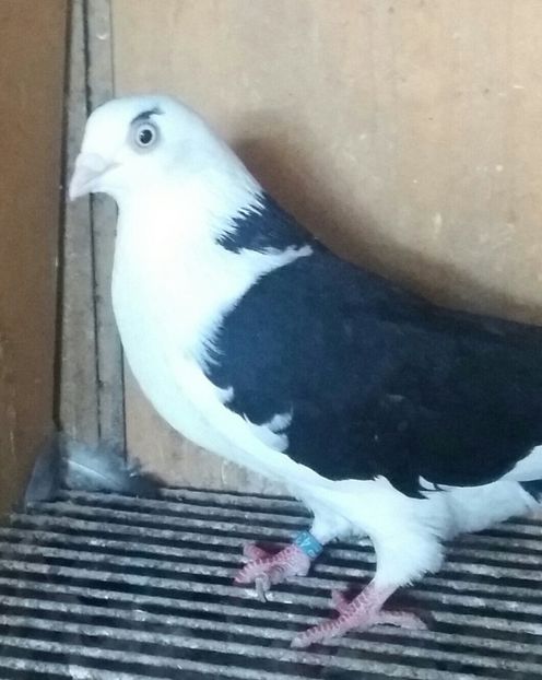 20180929_164626-1-1 - JUCATORI CARE FAC SPECTACOL