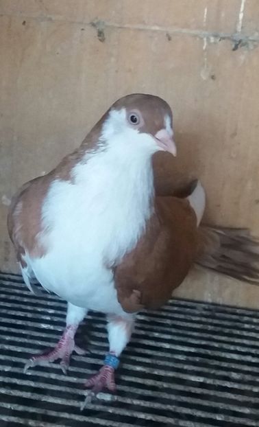 20180929_164346-1 - JUCATORI CARE FAC SPECTACOL