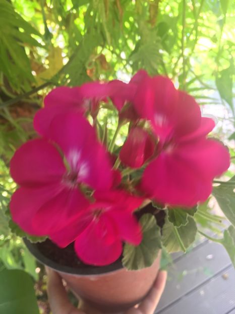 FC4E582B-4201-4F8D-B328-8573EC74B8FE - Muscate 2018