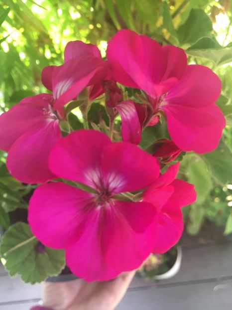 8E463D51-EE5D-4DB9-8E15-74A2FF39EBAA - Muscate 2018