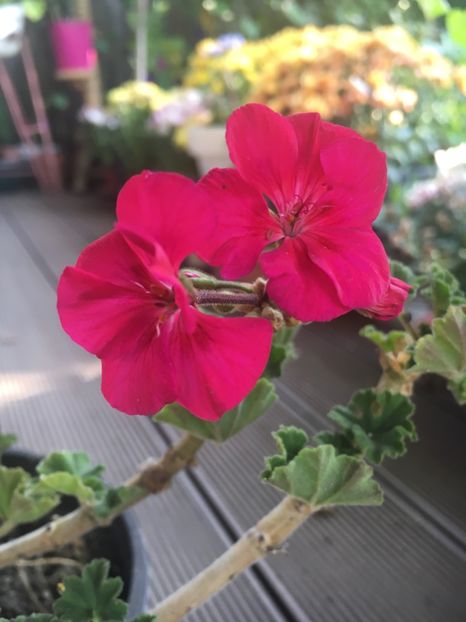 7C10A6C6-6F21-4E2A-83F8-CD90A3B5757E - Muscate 2018