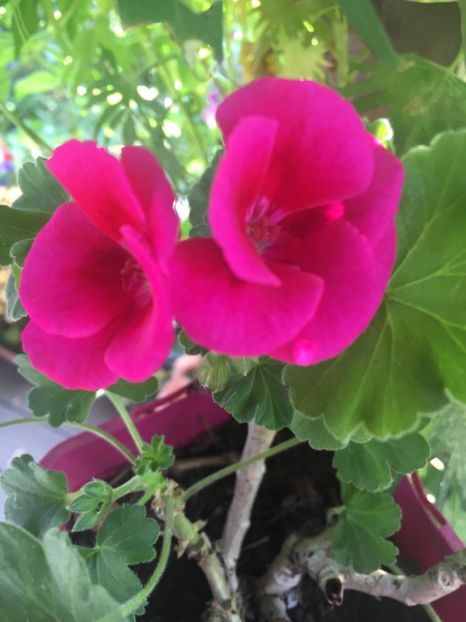 FC99712B-082B-4FC9-88F8-9618D4F59C11 - Muscate 2018