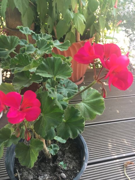 B79BA766-6BC4-44A2-B281-FBF0780820A1 - Muscate 2018