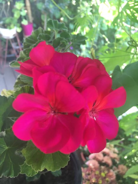 3B993E6A-52A6-405D-91F7-1B9DC84FD160 - Muscate 2018