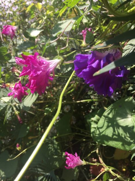 50DC3B50-6374-40CB-A943-546E12F77DAC - Octombrie