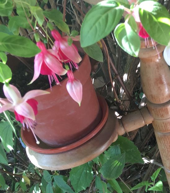 DAB6C8A6-5F4F-4CA2-BB70-DB063DE84538 - Octombrie