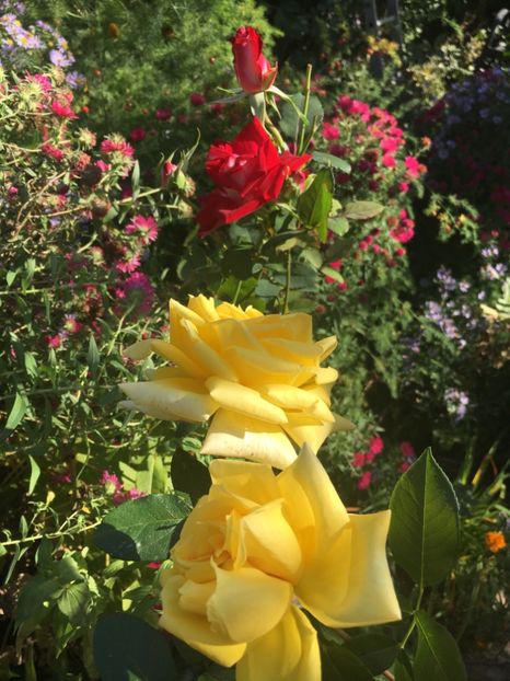 8715DBFD-E0CA-47D9-8171-541B2458FEC0 - Octombrie