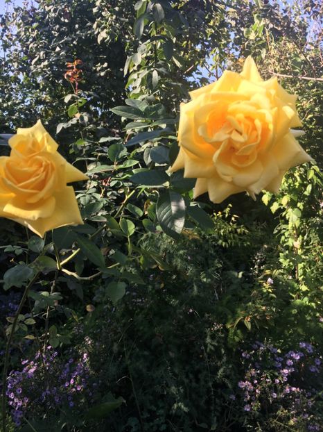 9CB785C3-0F30-446E-AD7D-F6559D912D52 - Octombrie