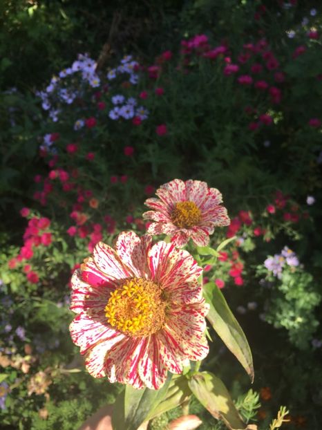 0357641E-6038-4ABA-BF5A-01F8CA1F7F06 - Octombrie