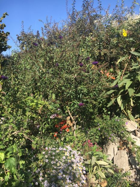 408B65C2-135D-4D90-875C-E4A6A3EFE71A - Octombrie