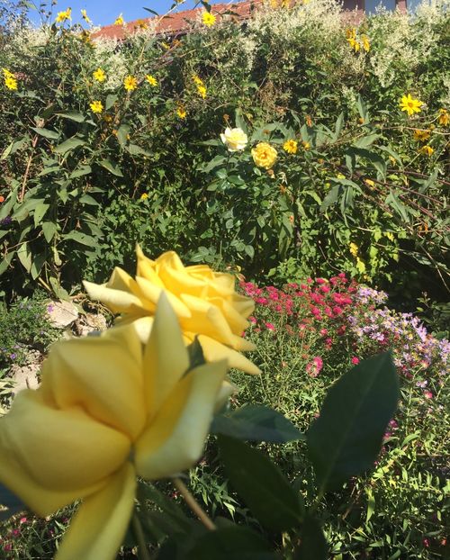 540DB848-8339-46B6-AB0E-8032062E1780 - Octombrie