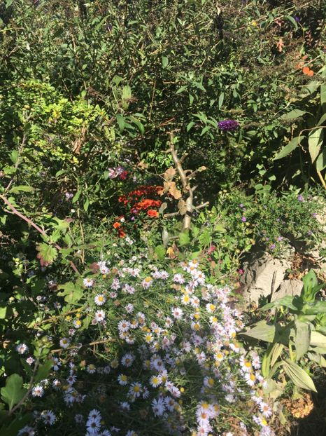 C9676D92-20A4-445A-BF6A-694950C6C206 - Octombrie