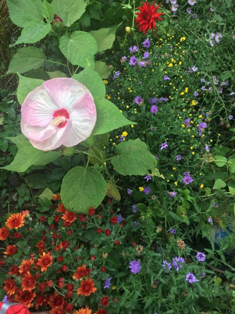 467F1E0F-B026-48BD-8F45-274C58EE4FAE - Octombrie