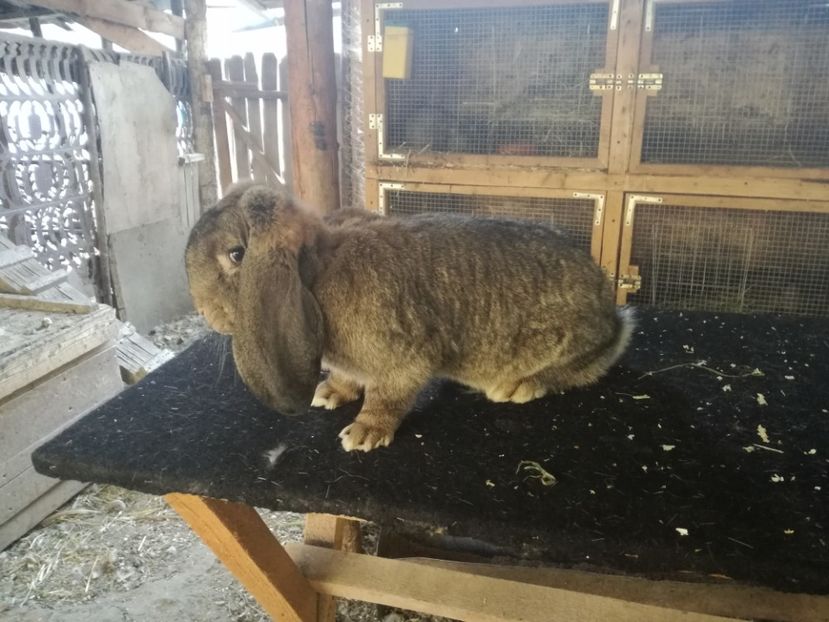 5,5 kg - F1 Agouti