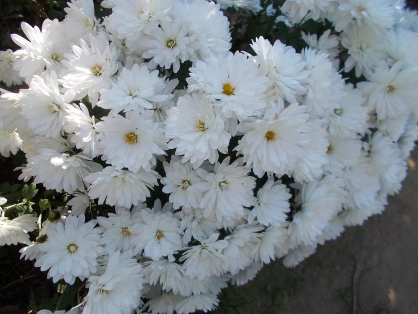  - CRIZANTEME SI TUFANELE 2018