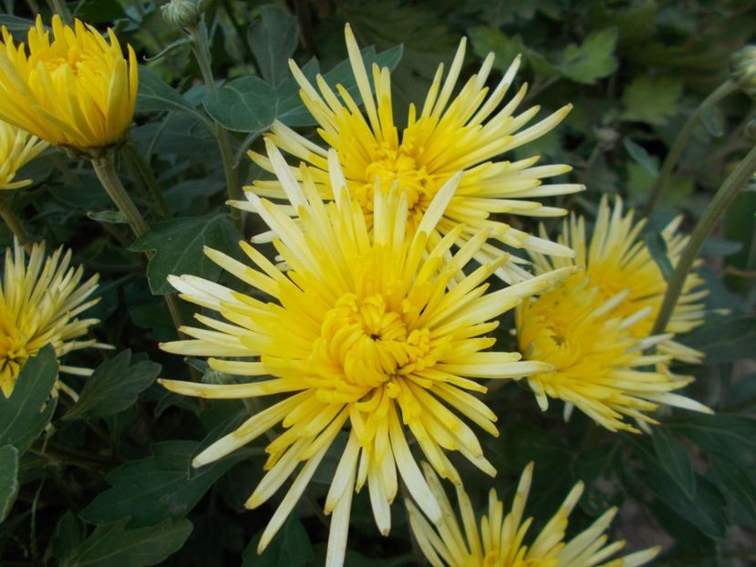  - CRIZANTEME SI TUFANELE 2018