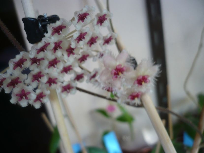 P1400433 - HOYA 2018-2