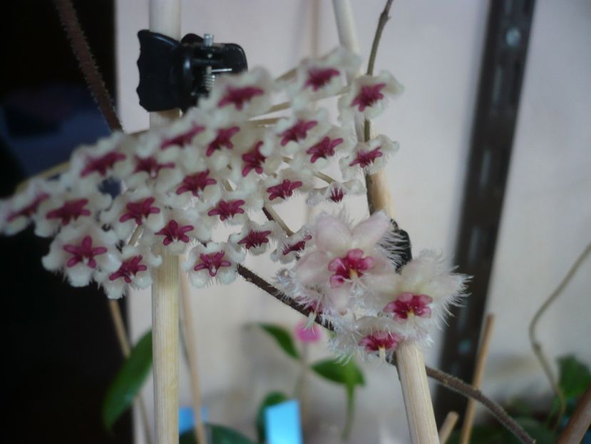 P1400434 - HOYA 2018-2