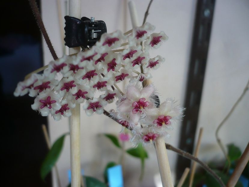 P1400435 - HOYA 2018-2