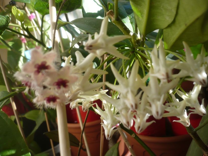 P1400436 - HOYA 2018-2