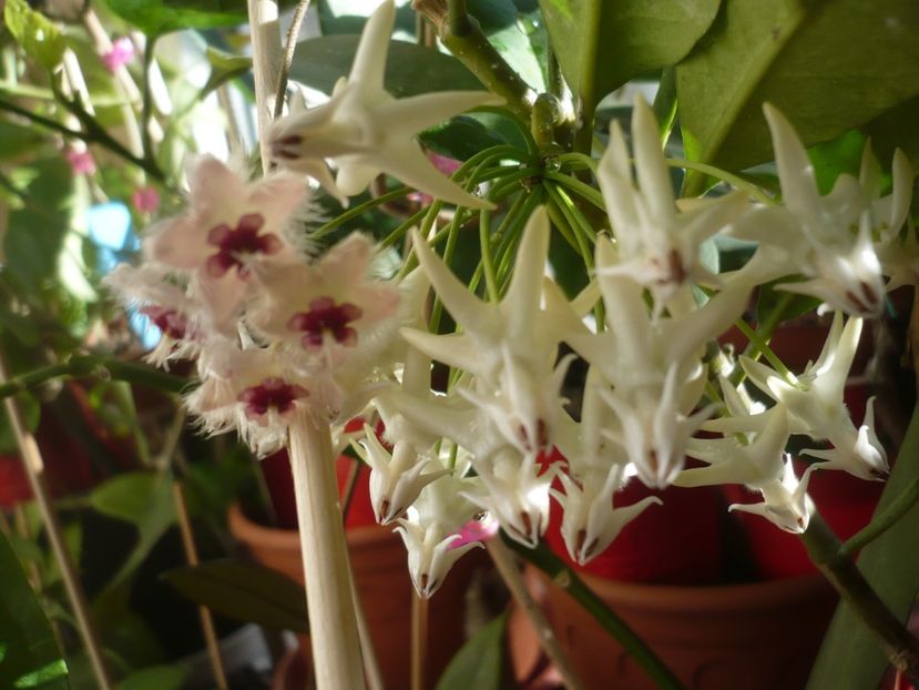 P1400437 - HOYA 2018-2