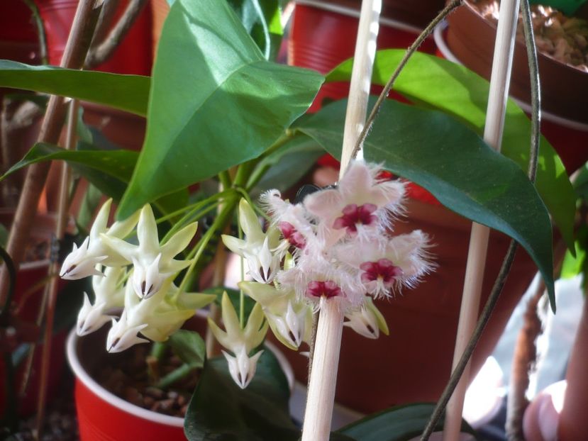 P1400439 - HOYA 2018-2