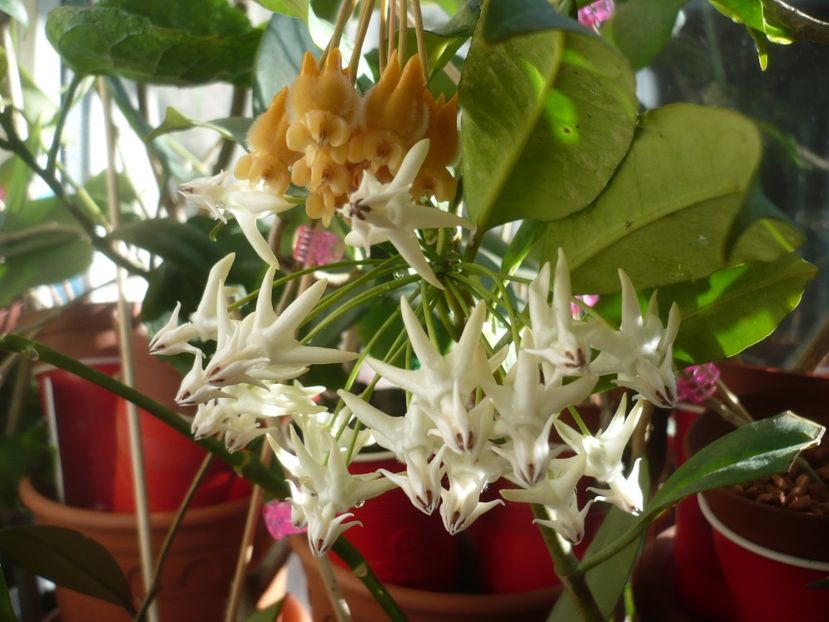 P1400451 - HOYA 2018-2