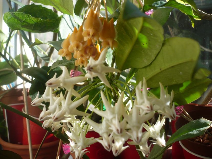 P1400452 - HOYA 2018-2