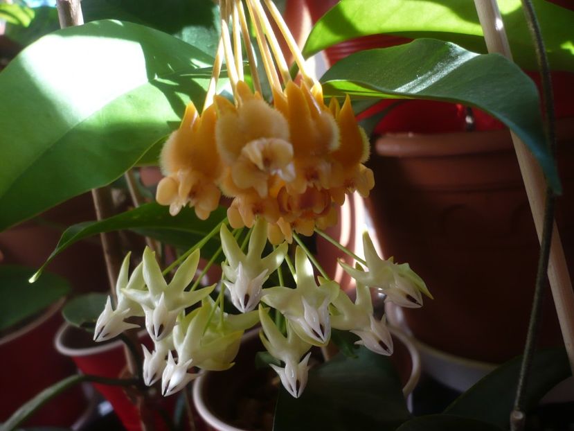 P1400454 - HOYA 2018-2