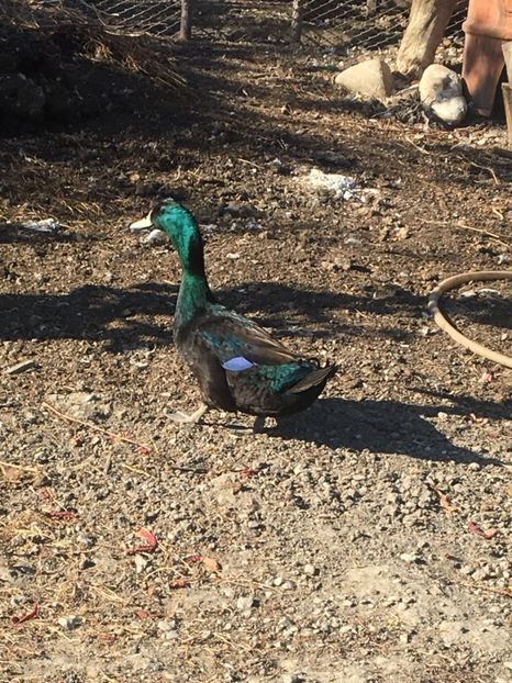 Mascul inelat 2018 - Rațe Cayuga