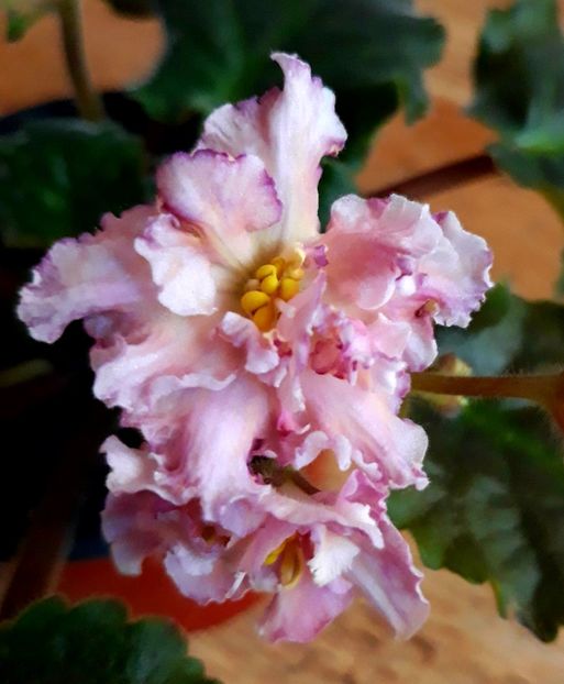 - Sunkissed Rose
