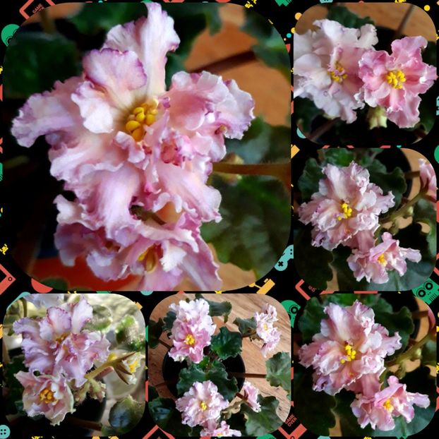  - Sunkissed Rose