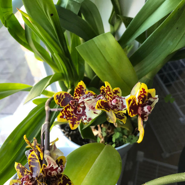  - 2018 Plante de interior