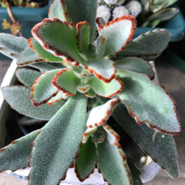  - 2018 Plante de interior