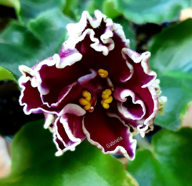 Le Chateau Brion - AA violete africane de colectie