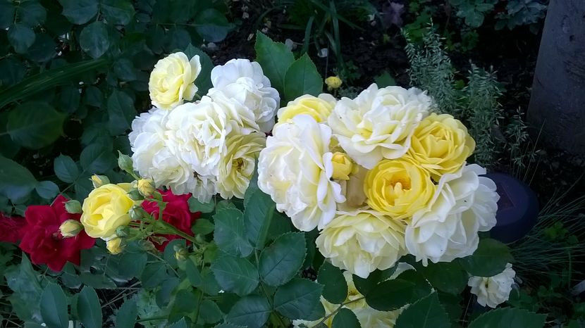 Golden border _meilland_60-80cm floribunda inaltime4 - floralia