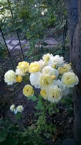 Golden border (3) - floralia