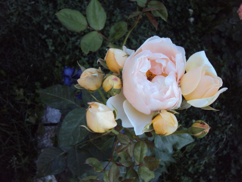 Jude the obscure (4) - floralia