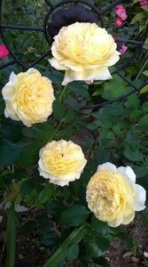 Nelson Monfort_guillot shrub 100-120cm inaltime - floralia