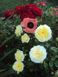 Nelson Monfort (2) - floralia