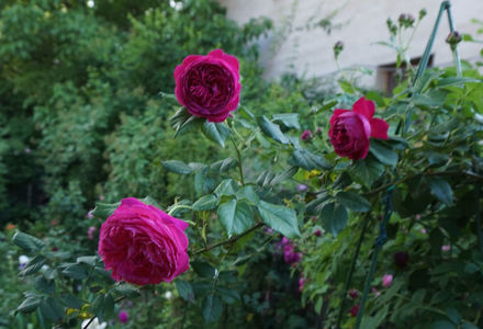 Salma Es Said guillot climbing - floralia